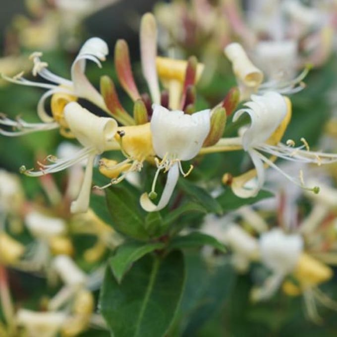 Lonicera Honey Baby - Struikkamperfoelie 20-25  cm pot