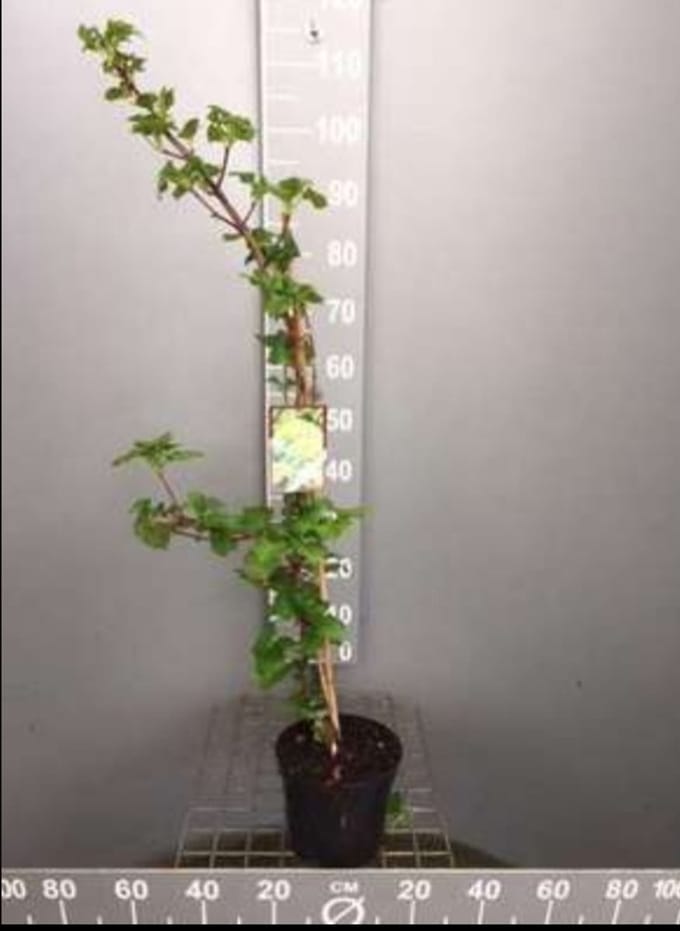 2 x Spiraea jap. 'Sparkling Champagne'® - Spierstruik , Japanse Spirea 25- 30 cm in pot