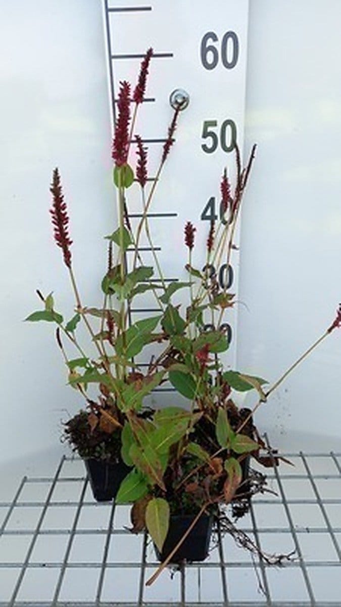 6x Duizenknoop - Persicaria ampl. 'Vesuvius' | 9x9 cm pot