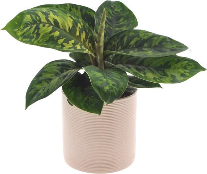 Homalomena Camouflage | 25cm | met gebroken witte keramieken pot