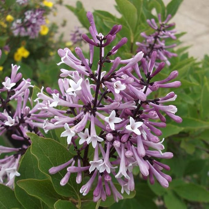 Syringa patula 'Miss Kim' - Sering 40-60 cm in pot