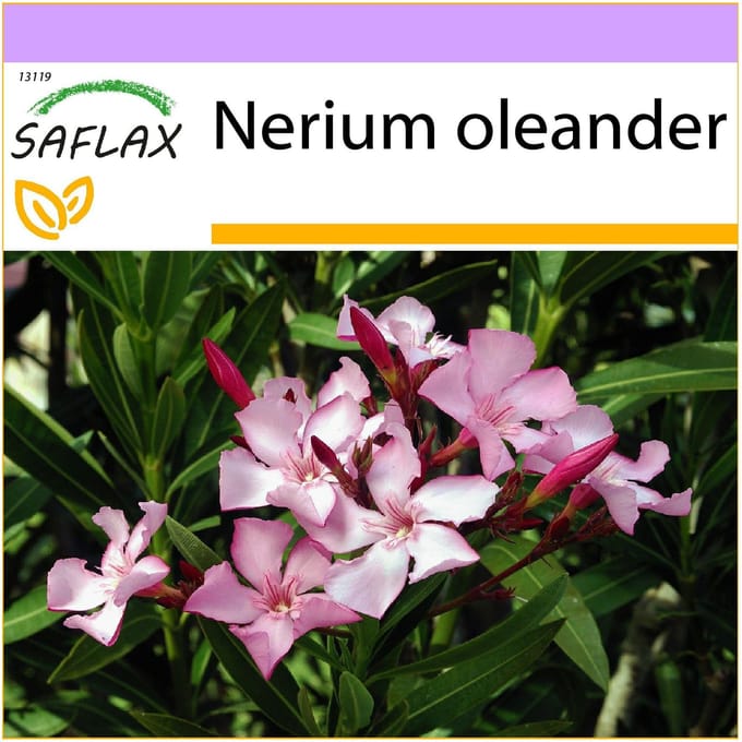 SAFLAX - Oleander - 50 zaden - Nerium oleander