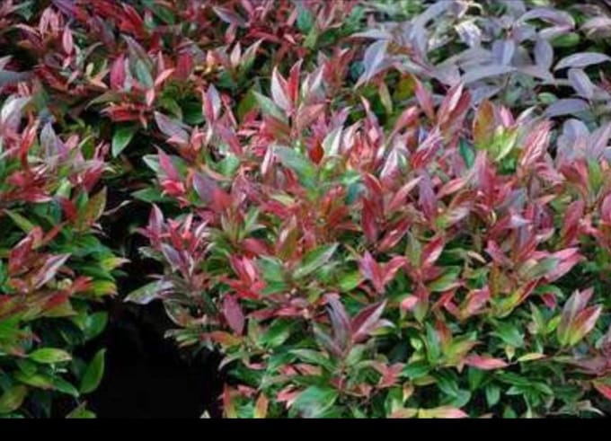 Leucothoe 'Zeblid' ('scarletta') - Druifheide 20- 30 cm in pot
