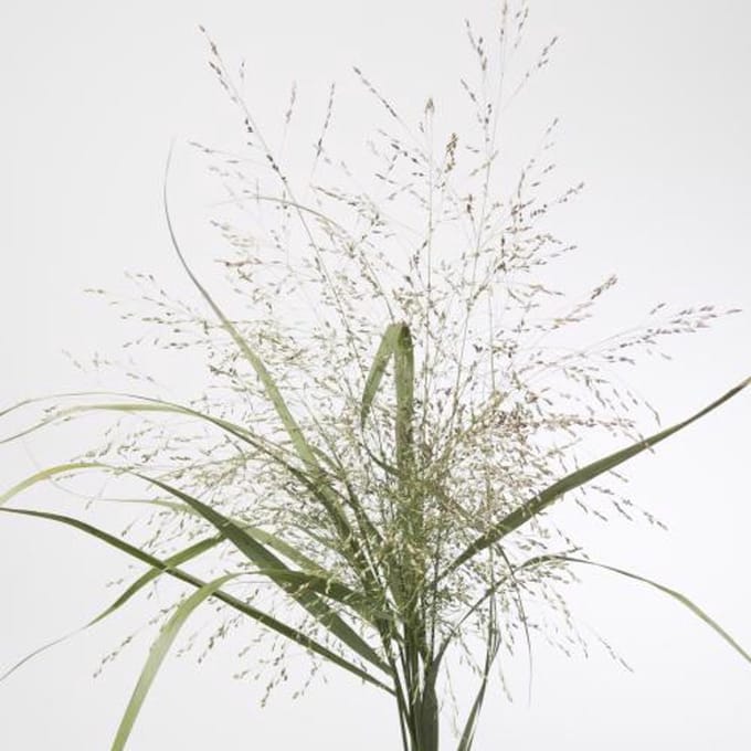 50x Gs panicum warrior 80cm