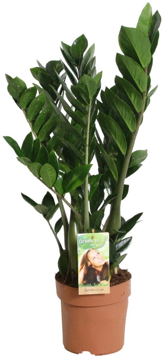 Zamioculcas zamiifolia - Hoogte 80cm - Pot 21cm