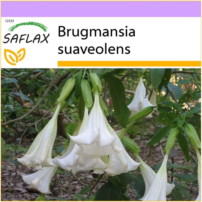 SAFLAX - Engelentrompet Wit - 10 zaden - Brugmansia suaveolens