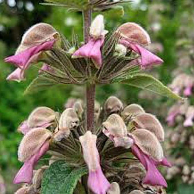 6 x Phlomis Samia - Brandkruid pot 9x9cm