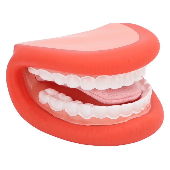 Mondpop met Tong Tanden Model Borstel voor Spraakherstel Jongens Meisjes Educatief Gereedschap beige