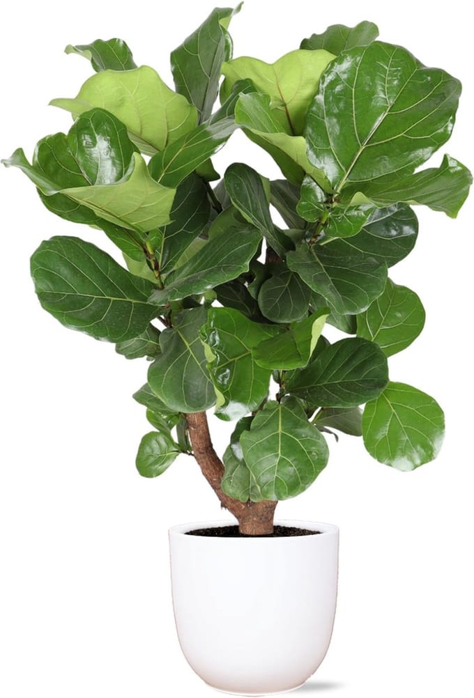 Ficus Lyrata (vertakt) Ø24cm 110cm in Boule WIT pot