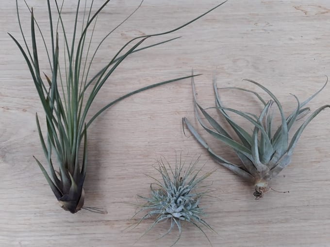 Warentuin natuurlijk - 3 stuks! Kamerplant Tillandsia