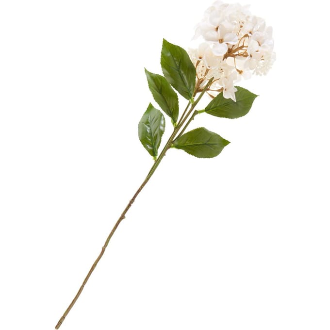 Hortensia met twee bloemen - Cream