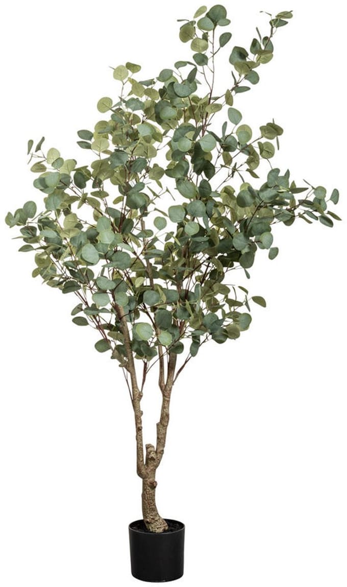 Eucalyptus i/pot l140b140h180 groen