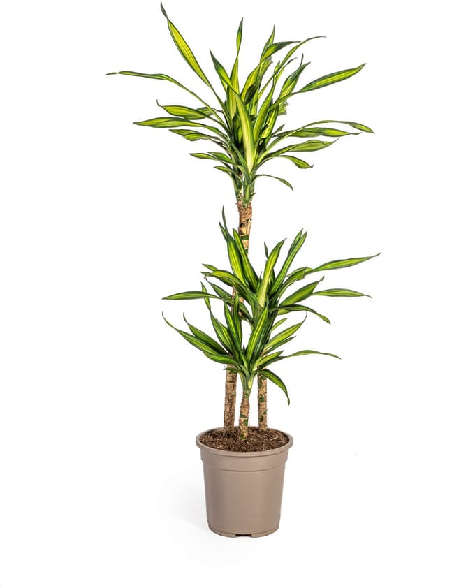Dracaena Deremensis Rikki Ø21cm - 100cm