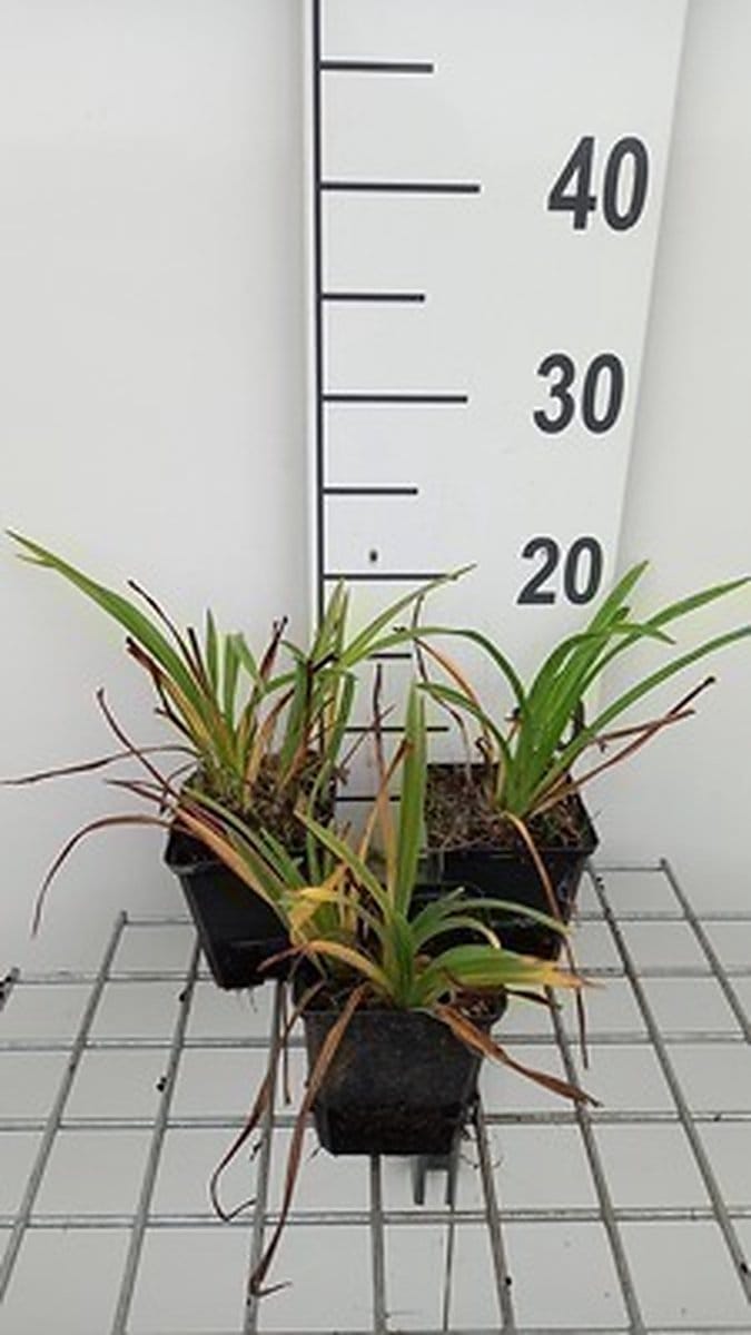6x Daglelie - Hemerocallis hybr. 'Pardon Me' | 9x9 cm pot