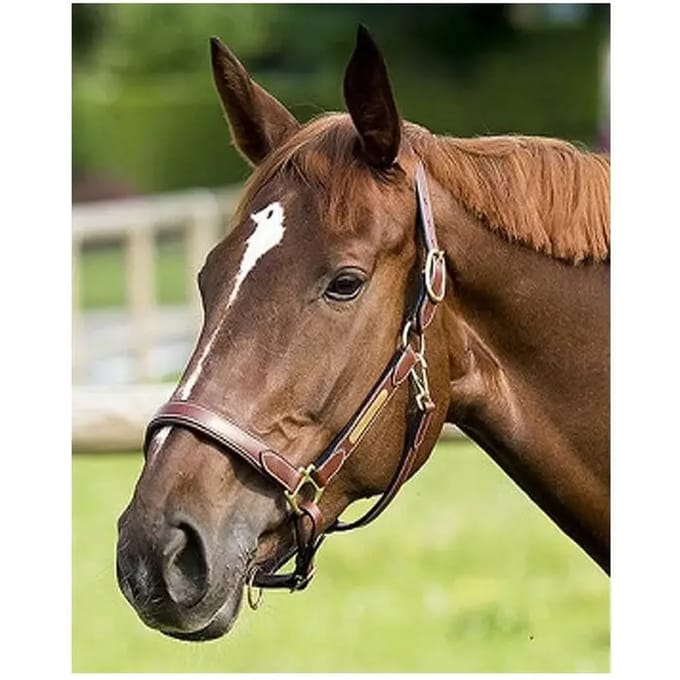 Verzorgingsleren halster voor paarden ERIC THOMAS “Pro”