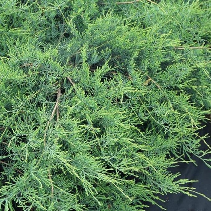 Juniperus Virginiana 'Hetzii' - Jeneverbes 25-30 cm in pot