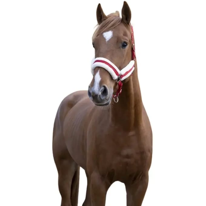 Halster voor paarden Norton Confort