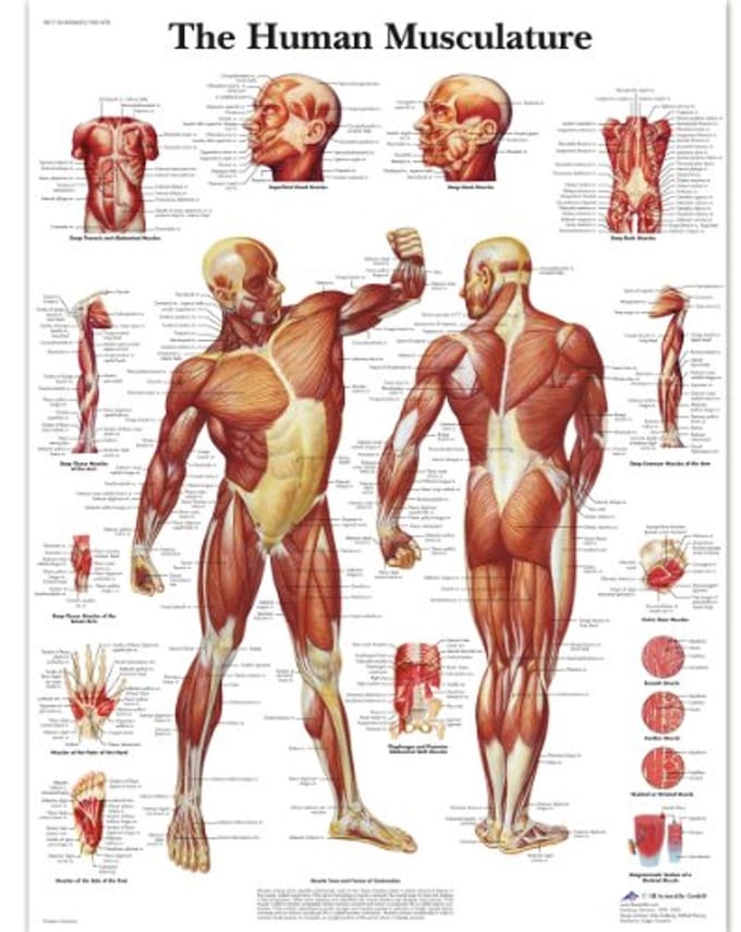 Anatomische kaart menselijk spierstelsel - gelamineerd en UV-bestendig