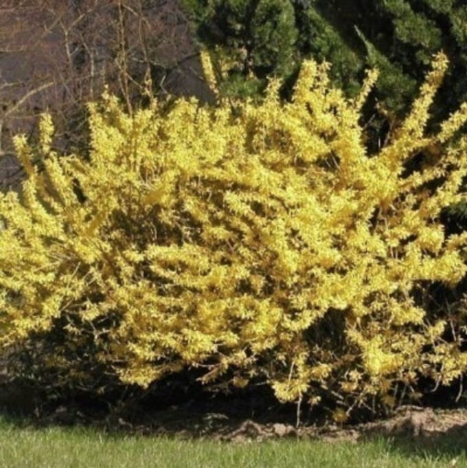 Forsythia 'Maree d'or' - Chinees klokje 25 - 30 cm in pot