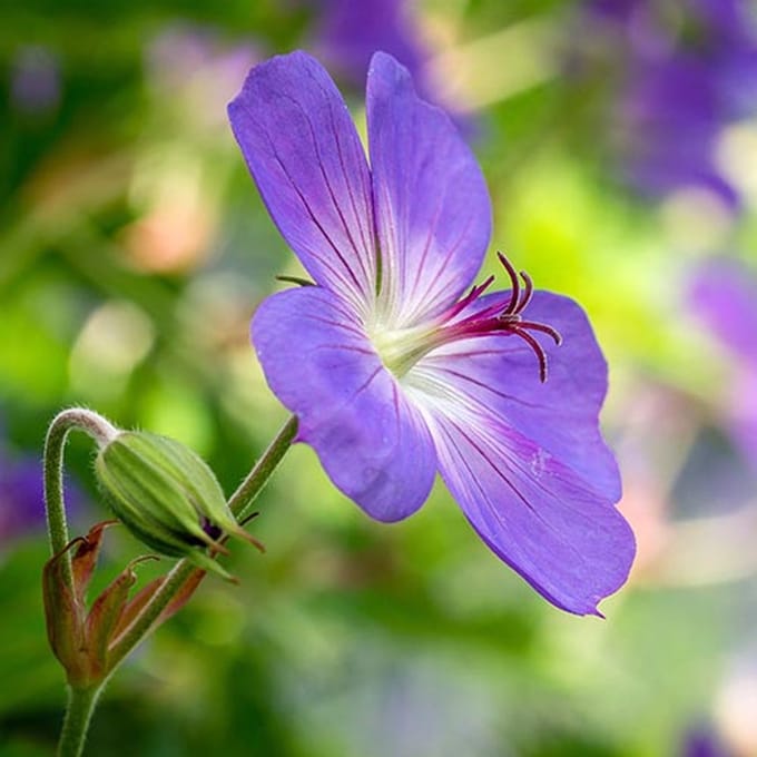 Geranium zaden - Beemdooievaarsbek
