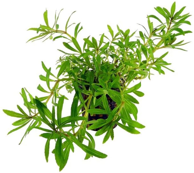 Aquaflora Pogostemon Quadrifolius | in 5 cm pot
