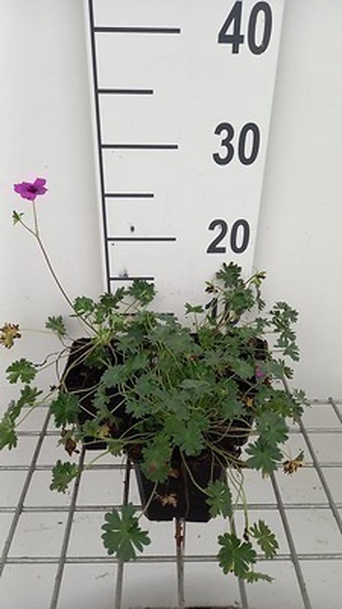 6x Ooievaarsbek - Geranium cin. 'Subcaulescens' | 9x9 cm pot