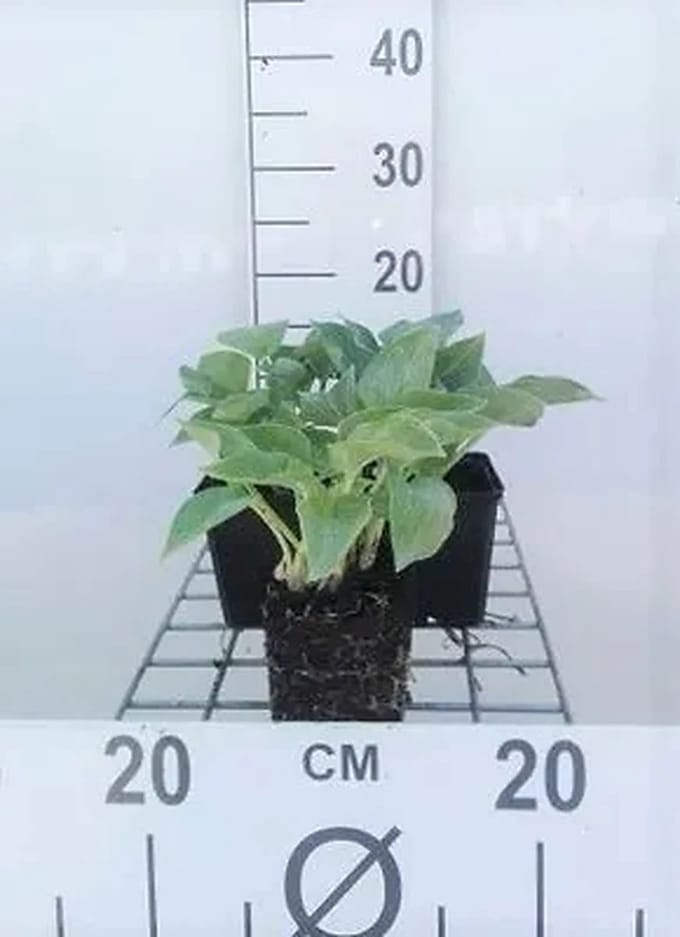 6x Hartlelie - Hosta hybr. 'Blue Cadet' | 9x9 cm pot