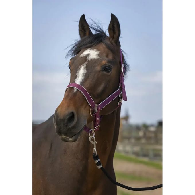 Nylon paardenhalster Equithème light