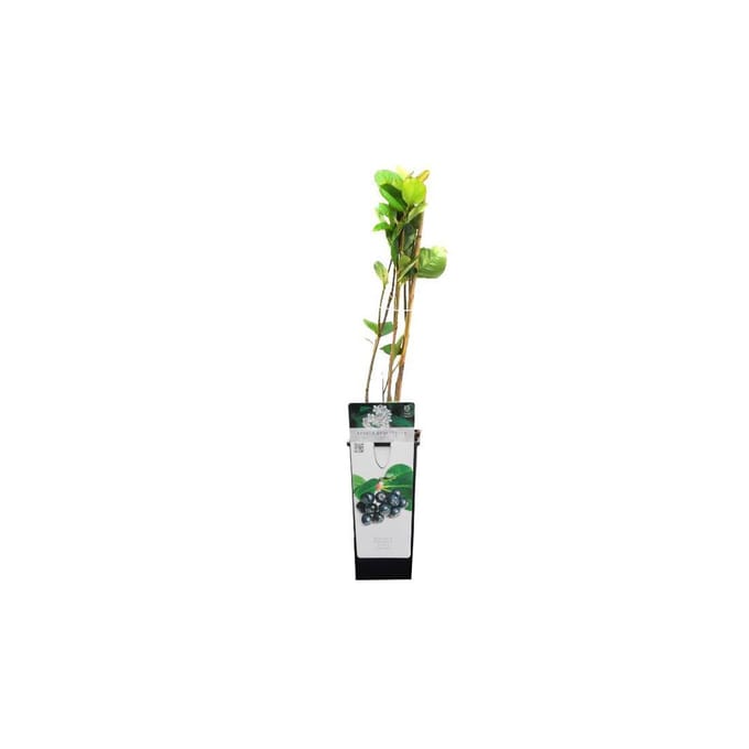 Aronia Prunifolia 'Viking' - Grootvruchtige Appelbes 40 - 60 cm in pot
