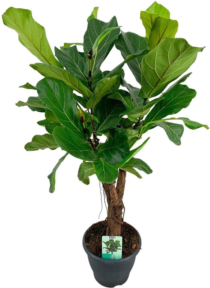 Green Harmony | Ficus Lyrata - Ø26cm - 100cm