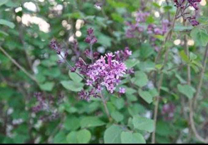 Syringa bloomerang 'Dark Purple'® - Gewone Sering 60- 80 cm in pot