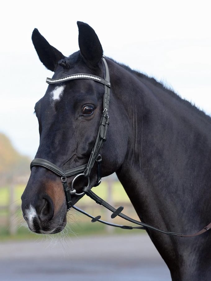 Busse Hoofdstel Emotion - Zwart - Cob