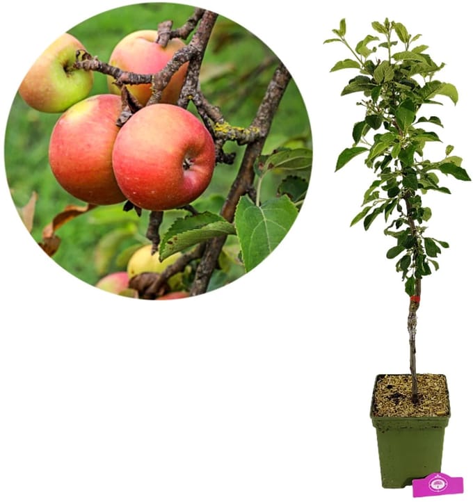 Malus domestica 'Cevaal', Appelboom , Hoogte 100cm, 5 liter pot