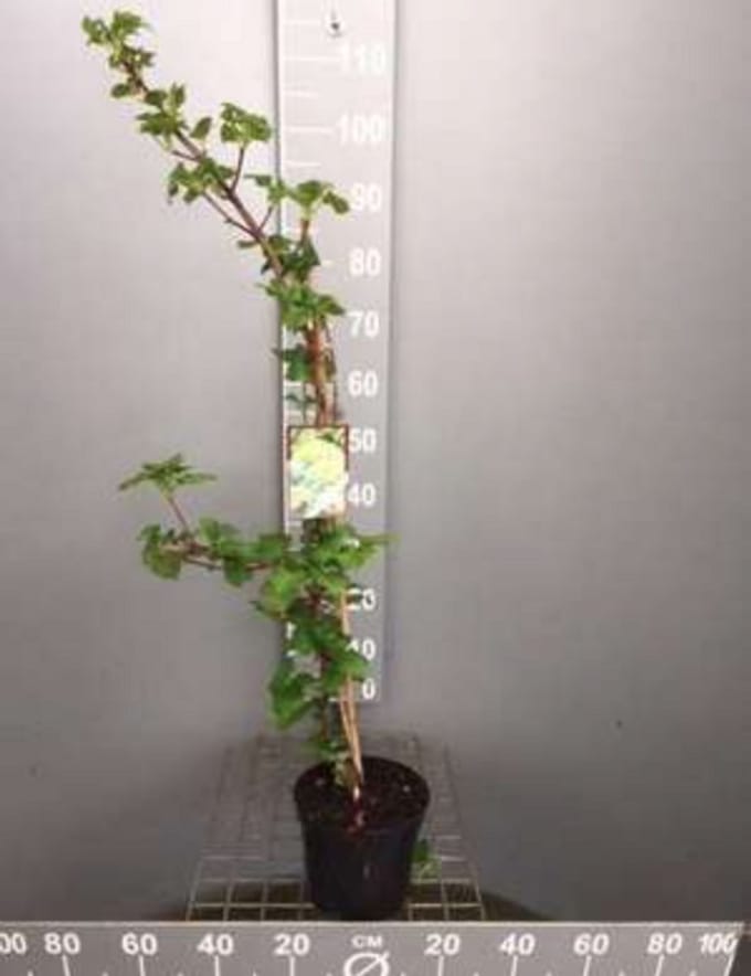 Hydrangea anomala 'Petiolaris' - Klimhortensia 50-60 cm | pot