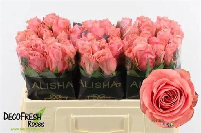 10x Rosa feruza 50cm