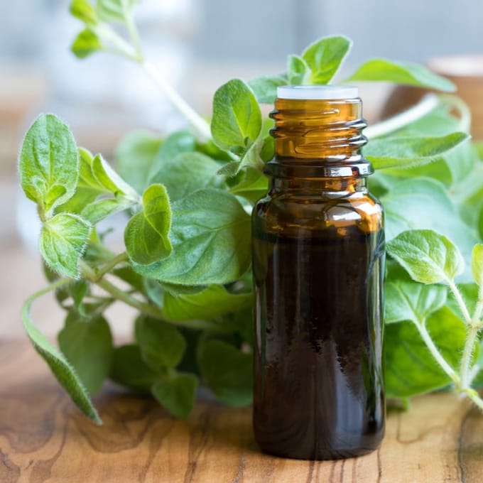 Oregano Etherische Olie - 50 ml