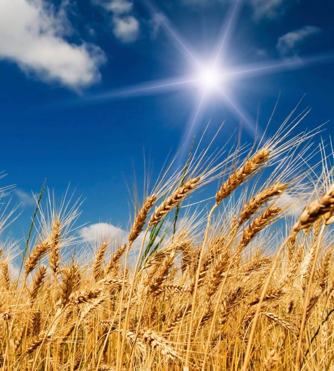 Fotobehang - Wheat Field 225x250cm - Vliesbehang