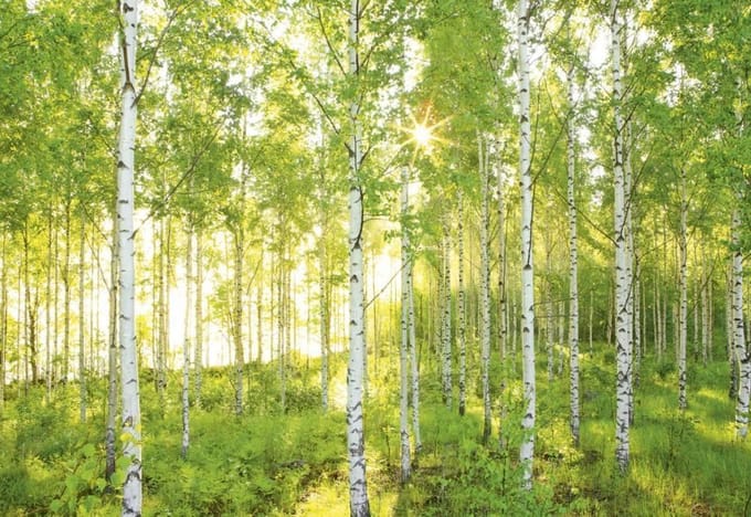 Komar-Fotobehang-Sunday-368x254-cm