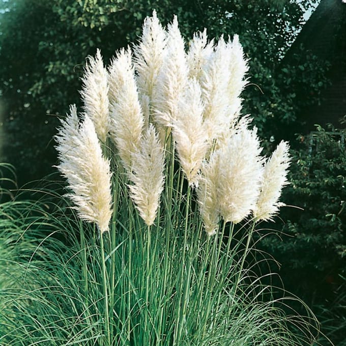 Plantes de jardin - Un ensemble 1 - Cortaderia selloana - (2L)