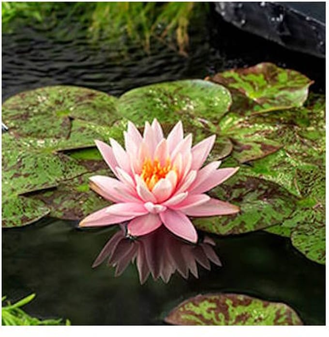 Moerings Nymphaea Colorado | Waterlelie | In 11CM pot