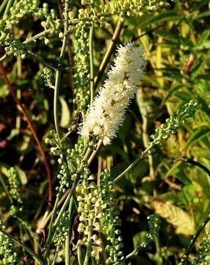 6x Zilverkaars - Actaea simpl. 'White Pearl' | 9x9 cm pot