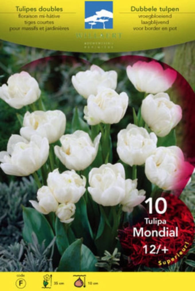 Tulipa dubbel vroeg 'Mondial'