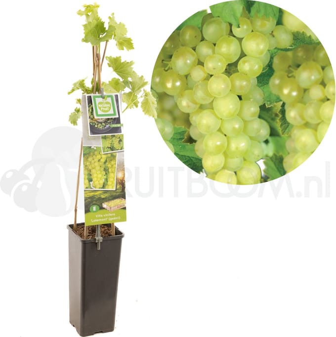 Vitis vinifera Lakemont | witte pitloze wijndruif | Ø 11 cm