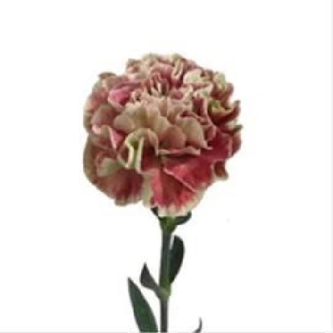 20x Dian.st.wow 60cm