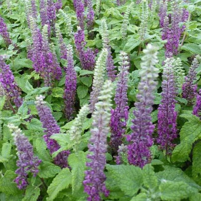 6 x Teucrium Chamaedrys 'Nanum' - Gamander pot 9x9cm