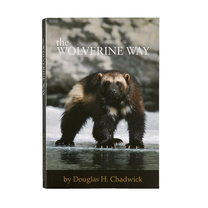Boek Patagonia The Wolverine Way