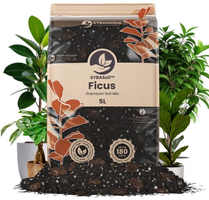 Ficus Mix 5L
