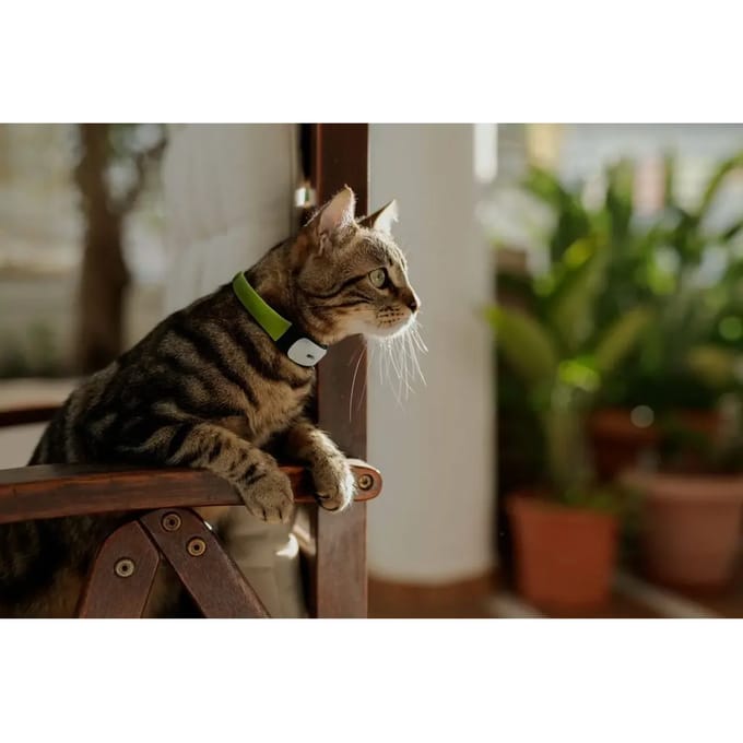 GPS/activiteitshalsband voor katten Kippy