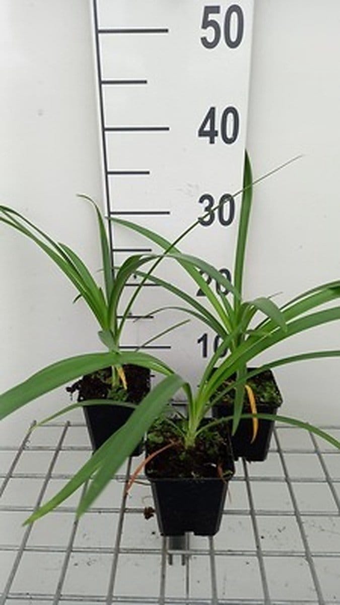6x Afrikaanse lelie - Agapanthus hybr. Twister'® | 9x9 cm pot
