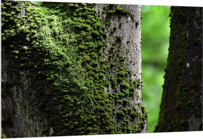 Forex - Mos op Boom - 150x100cm Foto op Forex